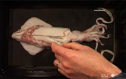 La dissection du calmar