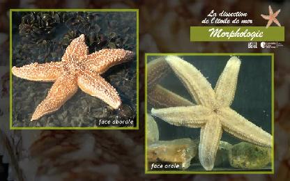La dissection de l&#8217;étoile de mer