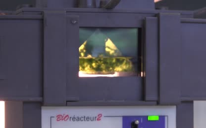 Mesure de l’activité photosynthétique par oxymétrie